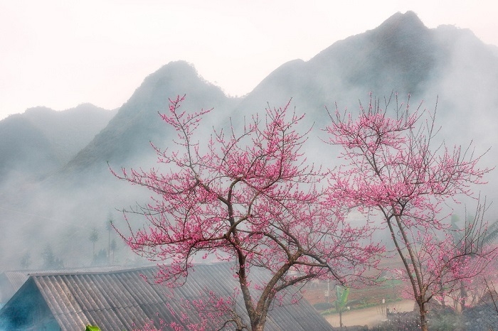 Peach blossom season in Ha Giang