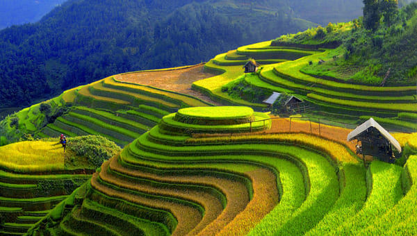 Ripe terraced rice in Mu Cang Chai