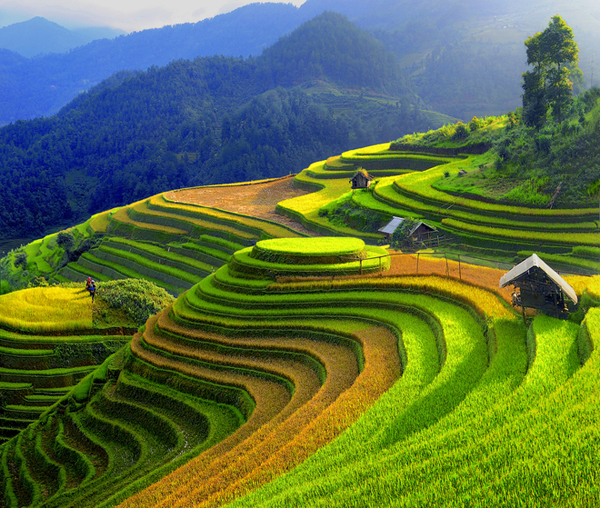 Ripe terraced rice in Mu Cang Chai